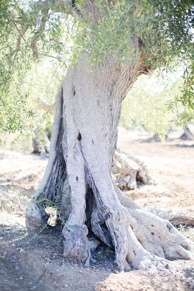 wedding-masseria-fasano-puglia-italy-lecceventi-wedding-planner-14